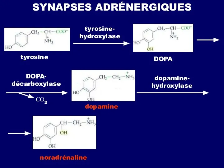 SYNAPSES ADRÉNERGIQUES tyrosine tyrosine- hydroxylase DOPA DOPA- décarboxylase СО2 dopamine dopamine- hydroxylase noradrénaline