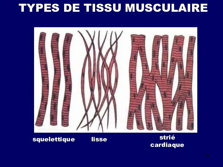 TYPES DE TISSU MUSCULAIRE squelettique lisse strié cardiaque