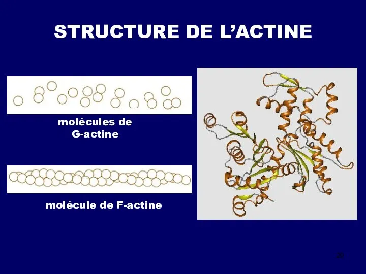 STRUCTURE DE L’ACTINE molécules de G-actine molécule de F-actine