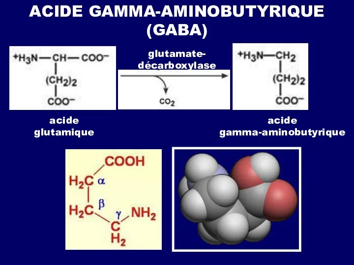 ACIDE GAMMA-AMINOBUTYRIQUE (GABA) acide glutamique glutamate- décarboxylase acide gamma-aminobutyrique