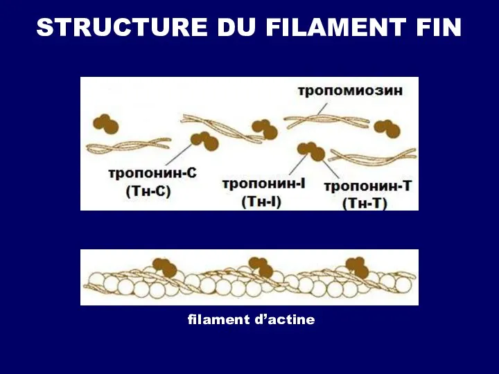 STRUCTURE DU FILAMENT FIN filament d’actine