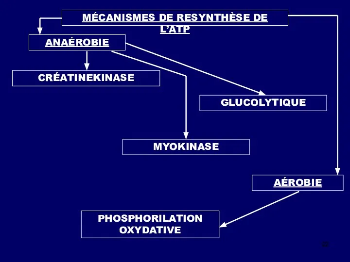 MÉCANISMES DE RESYNTHÈSE DE L’ATP ANAÉROBIE AÉROBIE CRÉATINEKINASE MYOKINASE PHOSPHORILATION OXYDATIVE GLUCOLYTIQUE