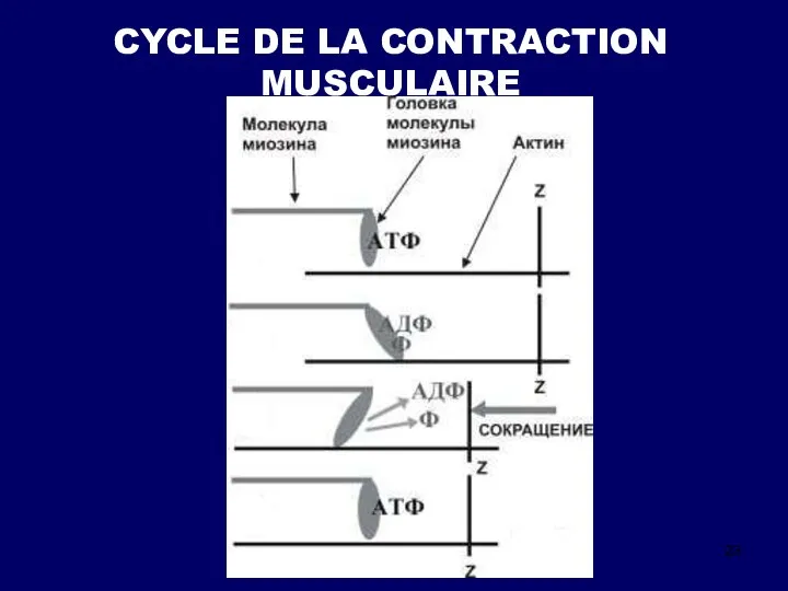 CYCLE DE LA CONTRACTION MUSCULAIRE