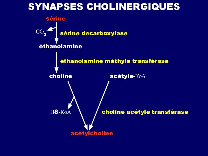 SYNAPSES CHOLINERGIQUES sérine sérine decarboxylase СО2 éthanolamine éthanolamine méthyle transférase choline acétyle-КоА