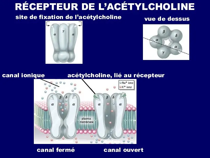 RÉCEPTEUR DE L’ACÉTYLCHOLINE site de fixation de l’acétylcholine vue de dessus canal