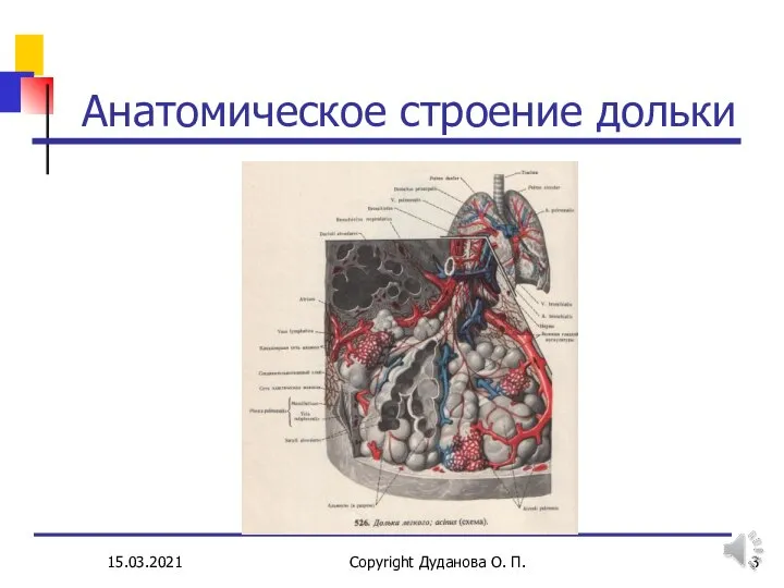 15.03.2021 Copyright Дуданова О. П. Анатомическое строение дольки