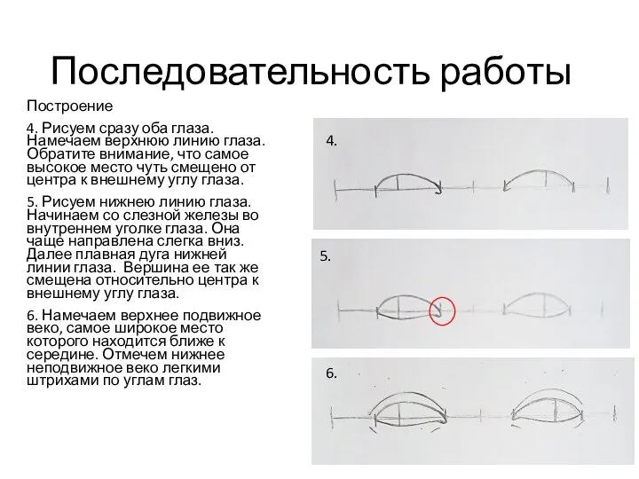 Последовательность работы Построение 4. Рисуем сразу оба глаза. Намечаем верхнюю линию глаза.