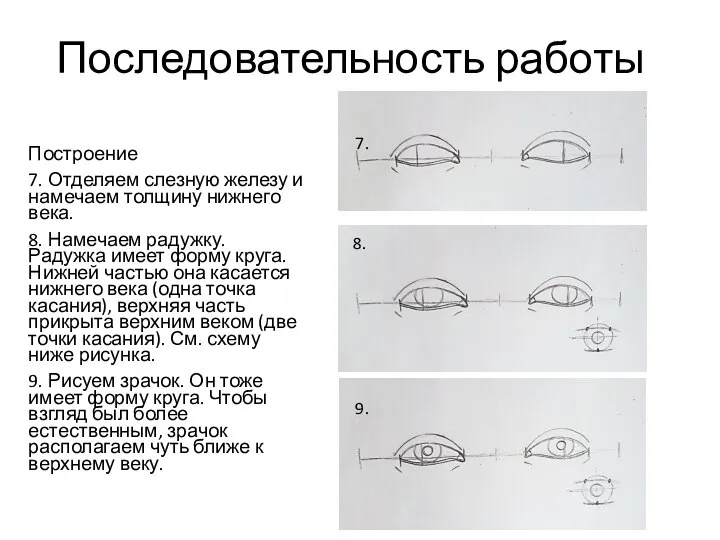 Последовательность работы Построение 7. Отделяем слезную железу и намечаем толщину нижнего века.