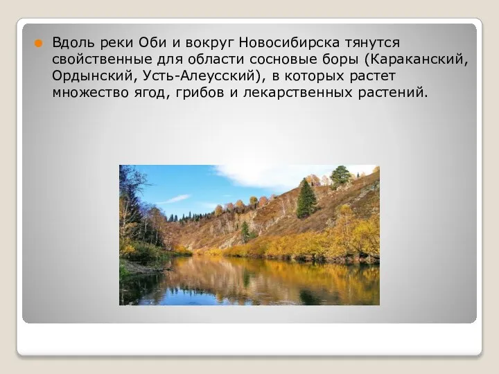 Вдоль реки Оби и вокруг Новосибирска тянутся свойственные для области сосновые боры