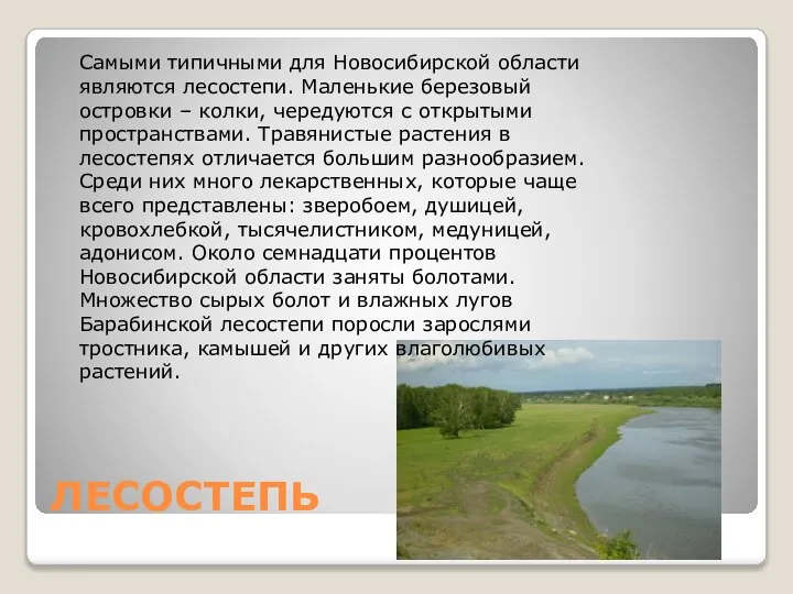 ЛЕСОСТЕПЬ Самыми типичными для Новосибирской области являются лесостепи. Маленькие березовый островки –