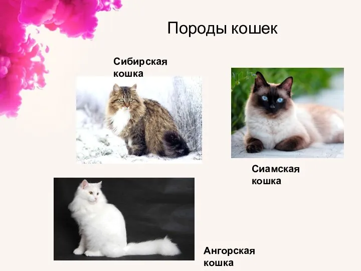 Породы кошек Сиамская кошка Ангорская кошка Сибирская кошка