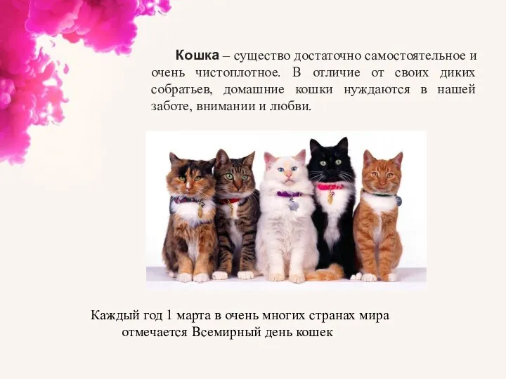 Кошка – существо достаточно самостоятельное и очень чистоплотное. В отличие от своих