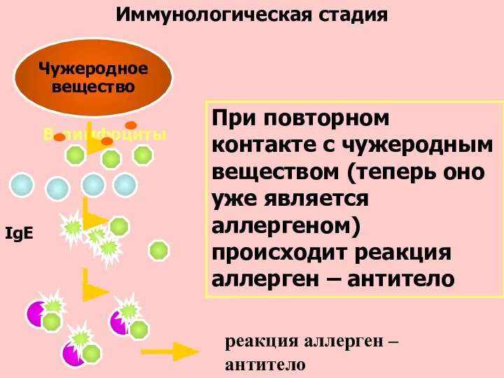 Иммунологическая стадия Чужеродное вещество В-лимфоциты При повторном контакте с чужеродным веществом (теперь