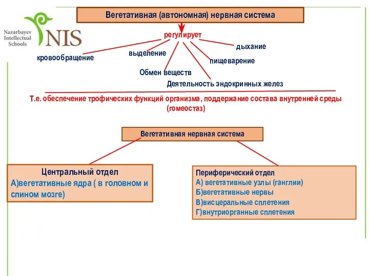 Вегетативная (автономная) нервная система регулирует кровообращение выделение дыхание пищеварение Обмен веществ Деятельность