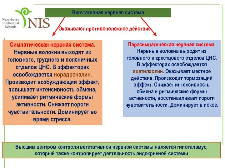 Вегетативная нервная система Оказывают противоположное действие Симпатическая нервная система. Нервные волокна выходят