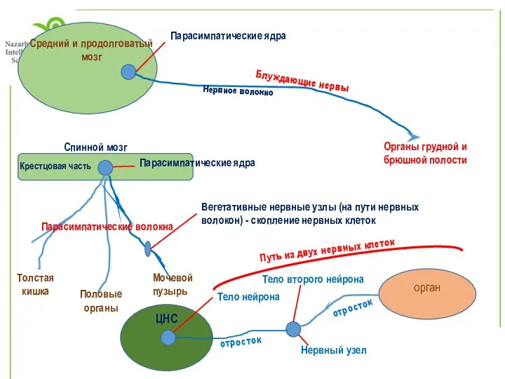 Средний и продолговатый мозг Парасимпатические ядра Нервное волокно Блуждающие нервы Органы грудной