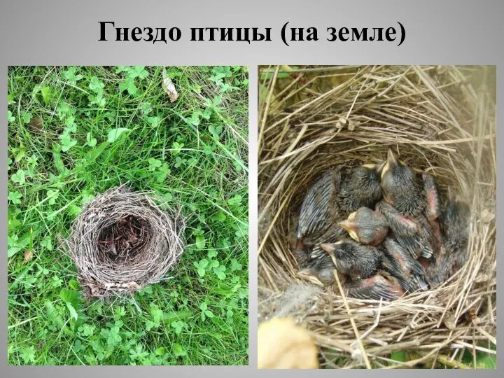 Гнездо птицы (на земле)