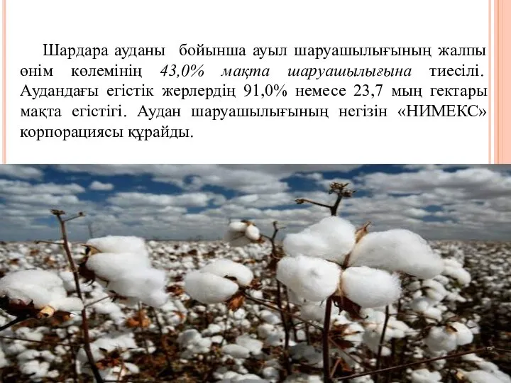 Шардара ауданы бойынша ауыл шаруашылығының жалпы өнім көлемінің 43,0% мақта шаруашылығына тиесілі.