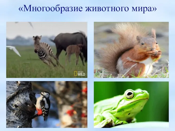 «Многообразие животного мира»