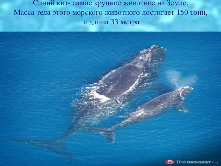 Синий кит- самое крупное животное на Земле. Масса тела этого морского животного