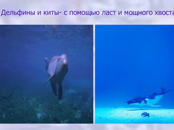 Дельфины и киты- с помощью ласт и мощного хвоста