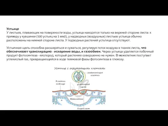 Устьице У листьев, плавающих на поверхности воды, устьица находятся только на верхней