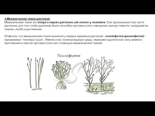 3.Механические ткани растений Механические ткани это опора и каркас растения, как скелет