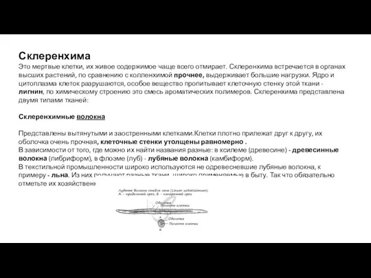 Склеренхима Это мертвые клетки, их живое содержимое чаще всего отмирает. Склеренхима встречается