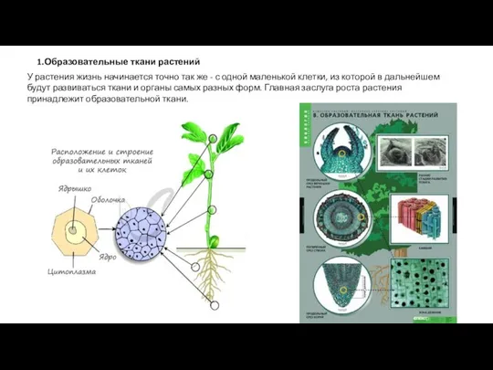 1.Образовательные ткани растений У растения жизнь начинается точно так же - с
