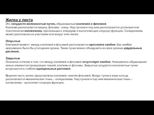 Жилка у листа Это сосудисто-волокнистый пучок, образованный ксилемой и флоэмой. Ксилема располагается