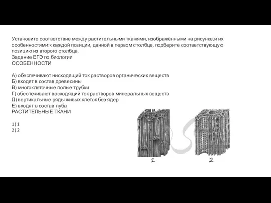 Установите соответствие между растительными тканями, изображёнными на рисунке,и их особенностями:к каждой позиции,