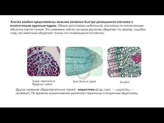 Клетки камбия представлены живыми мелкими быстро делящимися клетками с относительно крупным ядром.