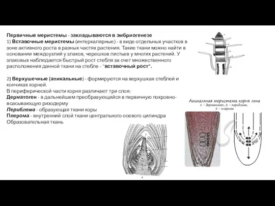 Первичные меристемы - закладываются в эмбриогенезе 1) Вставочные меристемы (интеркалярные) - в