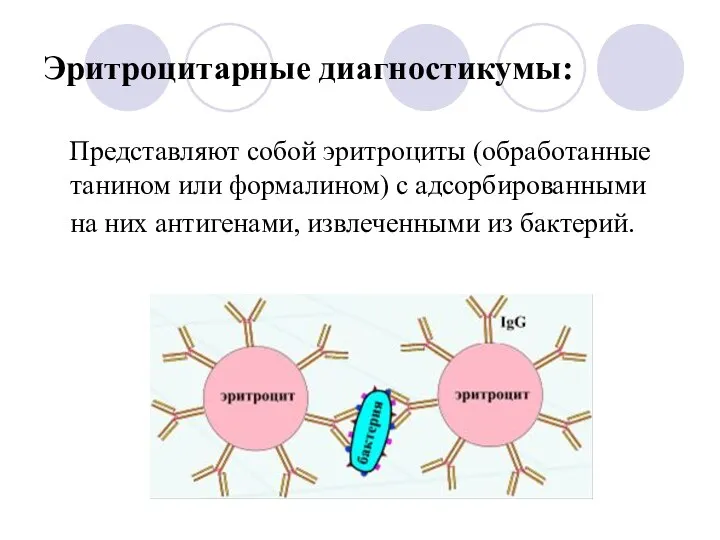 Эритроцитарные диагностикумы: Представляют собой эритроциты (обработанные танином или формалином) с адсорбированными на