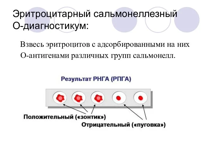 Эритроцитарный сальмонеллезный О-диагностикум: Взвесь эритроцитов с адсорбированными на них О-антигенами различных групп сальмонелл.