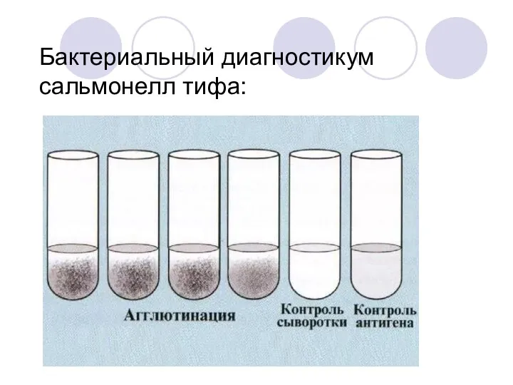 Бактериальный диагностикум сальмонелл тифа: