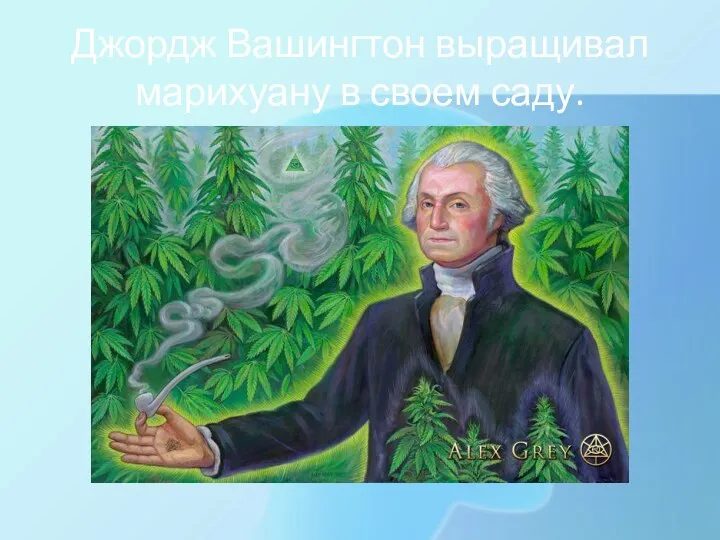 Джордж Вашингтон выращивал марихуану в своем саду.