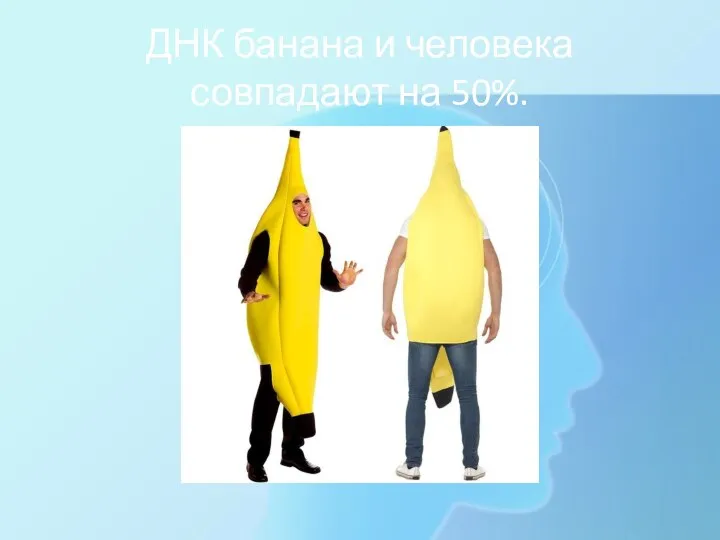 ДНК банана и человека совпадают на 50%.