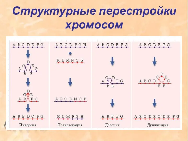Структурные перестройки хромосом