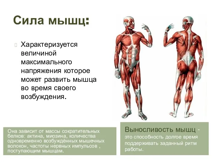 Сила мышц: Она зависит от массы сократительных белков: актина, миозина, количества одновременно