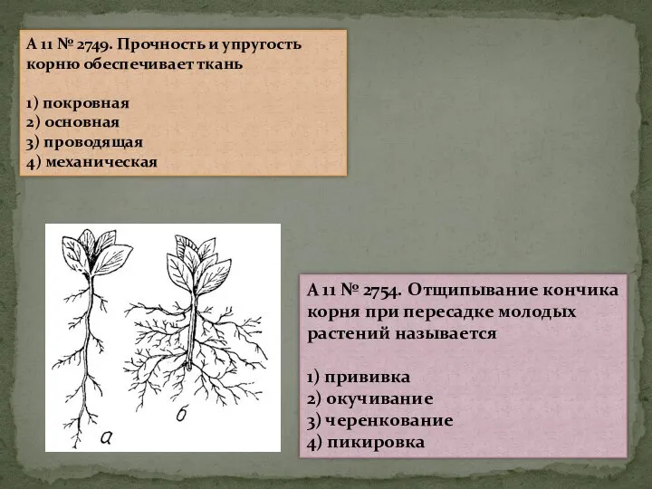 A 11 № 2749. Прочность и упругость корню обеспечивает ткань 1) покровная