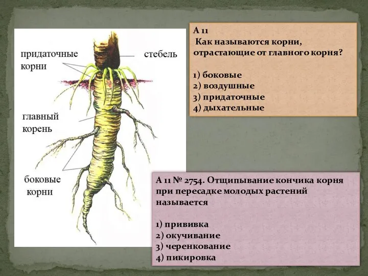 A 11 Как называются корни, отрастающие от главного корня? 1) боковые 2)