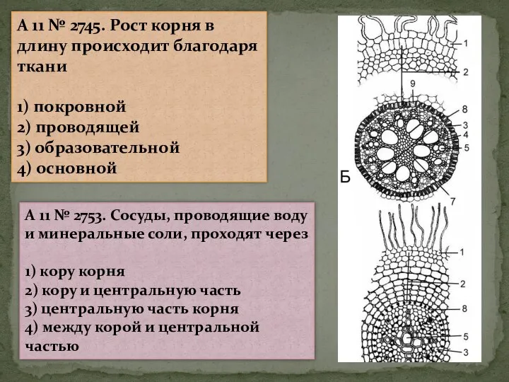 A 11 № 2745. Рост корня в длину происходит благодаря ткани 1)