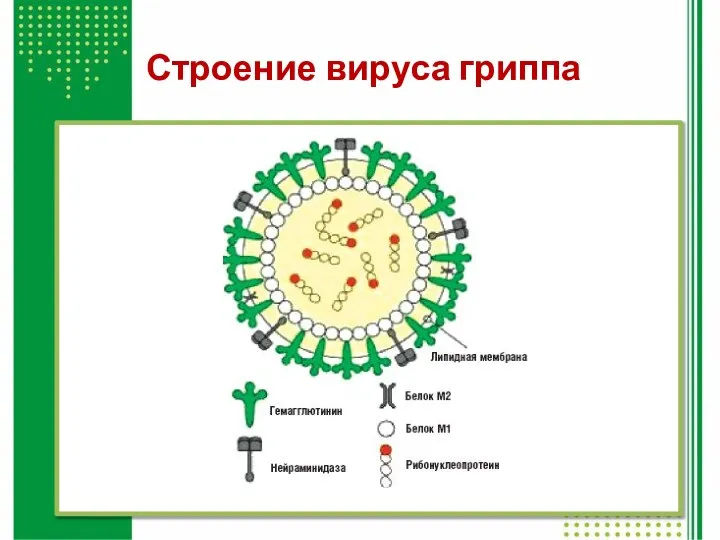 Строение вируса гриппа