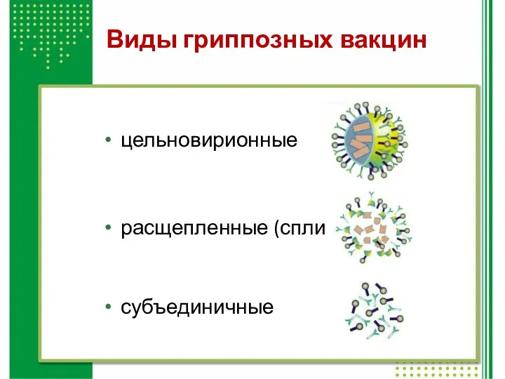 Виды гриппозных вакцин цельновирионные расщепленные (сплит) субъединичные