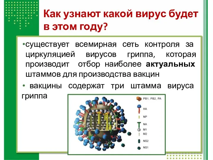 Как узнают какой вирус будет в этом году? существует всемирная сеть контроля