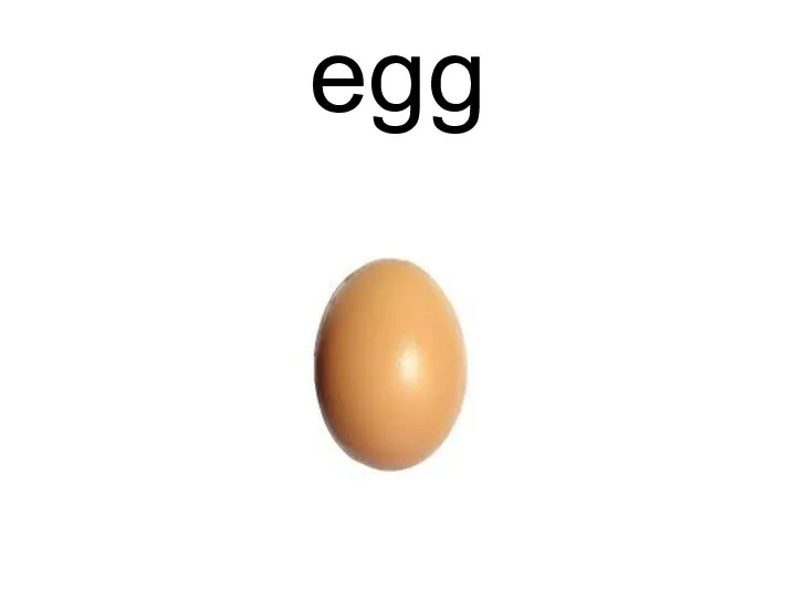 egg