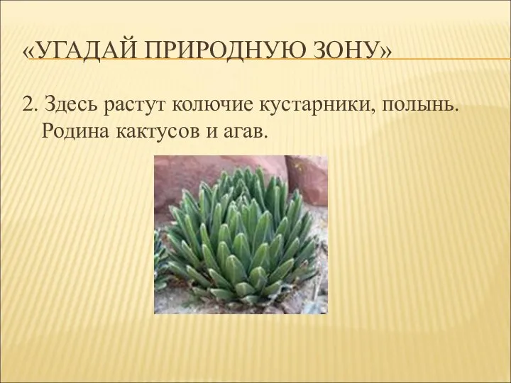 «УГАДАЙ ПРИРОДНУЮ ЗОНУ» 2. Здесь растут колючие кустарники, полынь. Родина кактусов и агав.