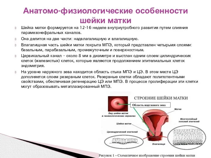 Шейка матки формируется на 12-16 неделе внутриутробного развития путем слияния парамезонефральных каналов.