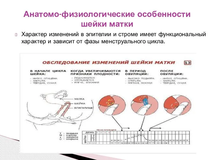 Характер изменений в эпителии и строме имеет функциональный характер и зависит от